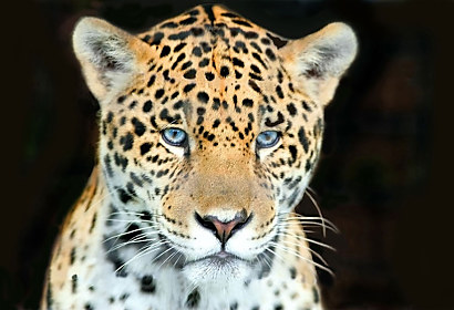 Fototapeta Leopard 1107
